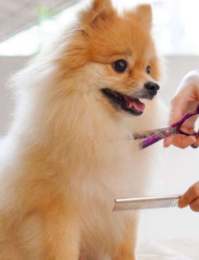 Dog Grooming Services Singapore