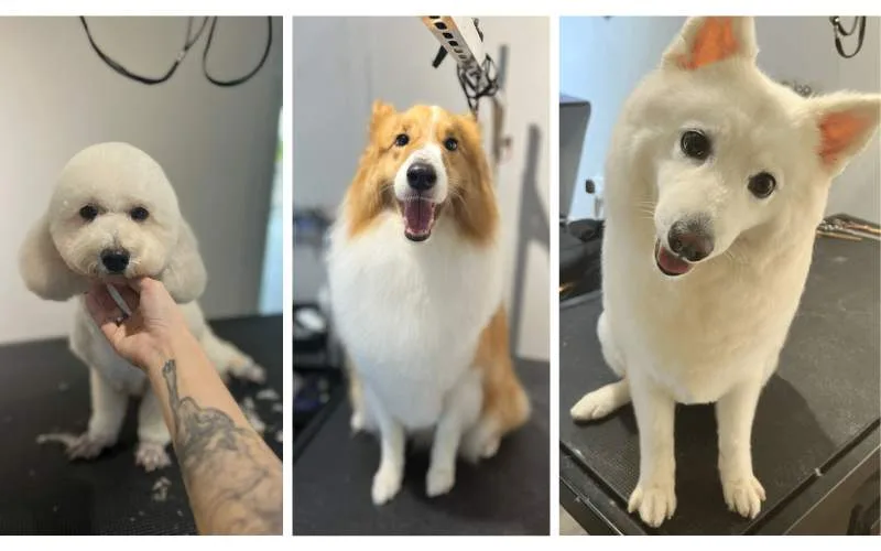 Pet Grooming Services for Dogs in Singapore