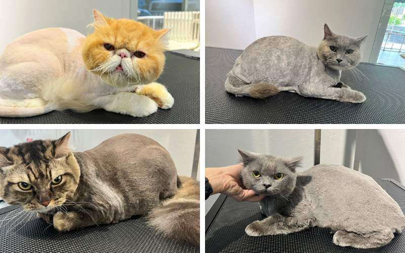 Pet Grooming Services for Cats in Singapore