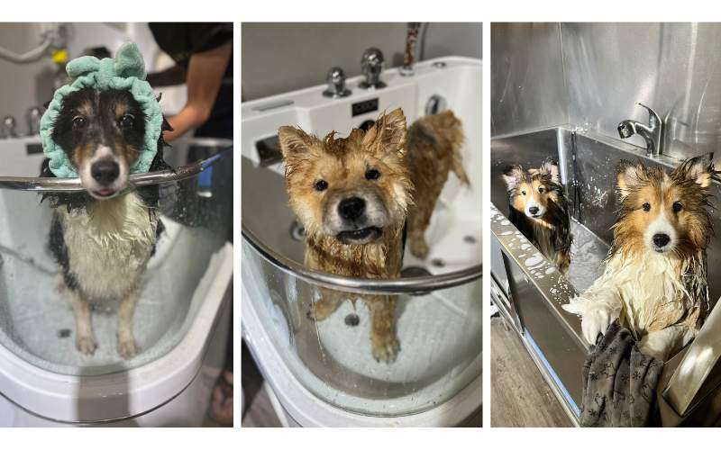 Bathing Pet Grooming Services for Dogs and Cats in Singapore