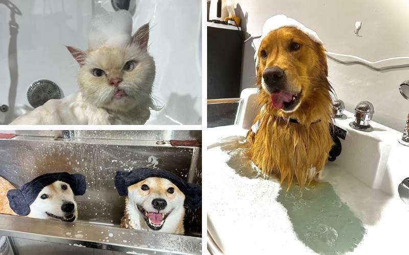 Pet Spa Services in Singapore